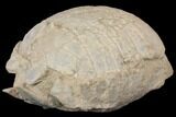 Fossil Tortoise (Stylemys) - Wyoming #143832-3